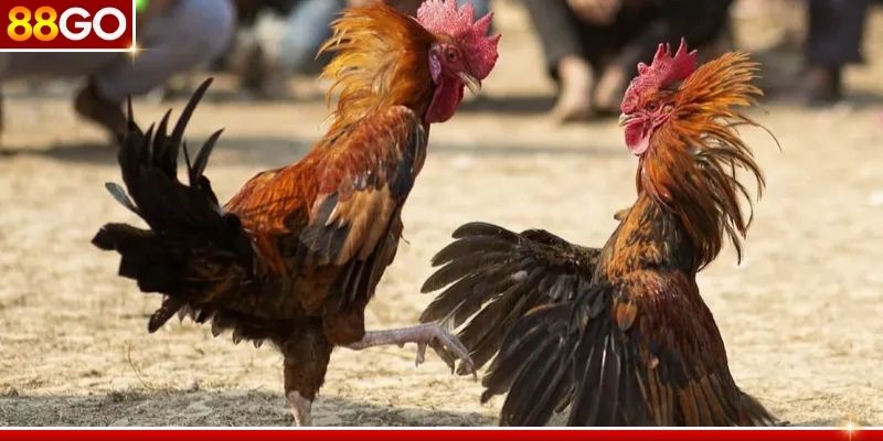 Hệ quy tắc riêng biệt với sự chuẩn hoá Hệ quy tắc riêng biệt với sự chuẩn hoá