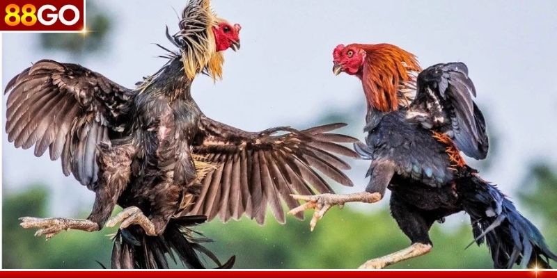 Nắm vững các lưu ý của luật đá gà miền Nam để chắc thắng Nắm vững các lưu ý của luật đá gà miền Nam để chắc thắng